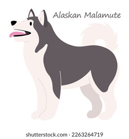 Alaskan Malamute Dog cute animal in colorful cartoon style isolated on white background. Vector graphics. It is a member of Spitz family of dog breeds and was bred by Inuit people to pull their sleds.