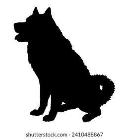 Alaskan Malamute Dog on the move. Dog in different poses. jumps runs. The dog is sitting. The dog is lying down playing