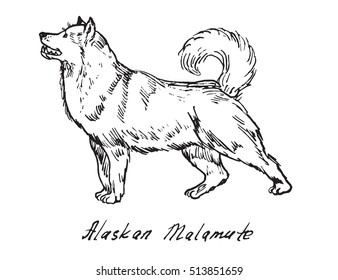 Alaskan Malamute, hand drawn doodle, sketch in pop art style, vector