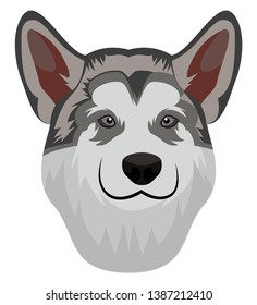 Alaskan Malamute illustration vector on white background