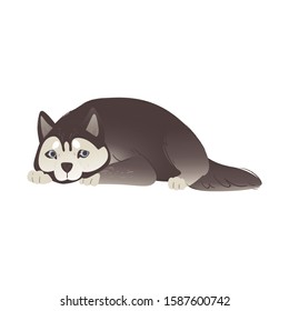 Alaskan Malamute or siberian husky cute dog laying flat cartoon vector illustration isolated on white background. Funny domestic animal or pet, pedigree puppy.