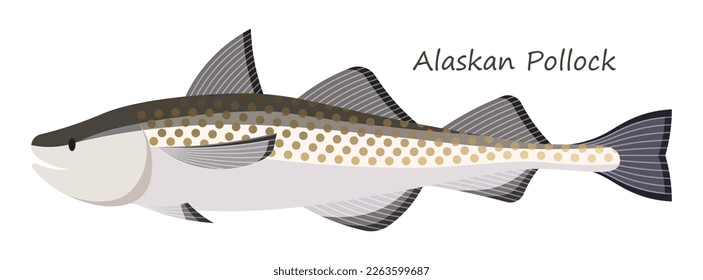 Alaskan Pollock oder walleye pollock niedliches Tier in buntem Cartoon-Stil einzeln auf weißem Hintergrund. Vektorgrafiken. Die Meeresfische leben im Nordpazifik und im Arktischen Ozean .