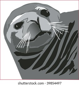 Alaskan seal face closeup