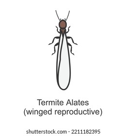 Alates termite vector icon.Color vector icon isolated on white background alates termite .