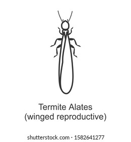 Alates termite vector icon.Line vector icon isolated on white background alates termite.