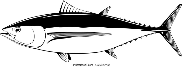 Albacore tuna fish in side view in black and white isolated illustration, realistic sea fish illustration on white background, commercial and recreational fisheries
