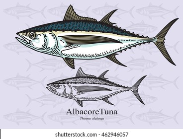 Albacore Tuna Fish. Vector illustration with refined details and optimized stroke that allows the image to be used in small sizes (in packaging design, decoration, educational graphics, etc.)