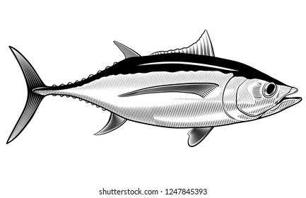 Albacore Tuna hand drawing vintage style
