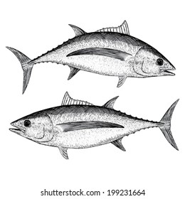 Albacore Tuna Vector Illustration