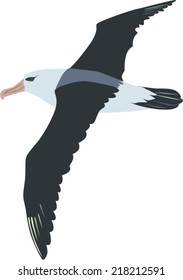 albatross