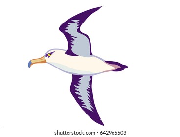 Albatross