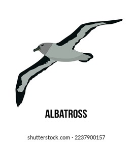 Albatross bird is flying isolated on white background. Albatross bird in flat style, vector illustration.