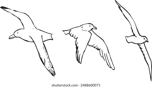 Albatross bird sketches collection. Black and white sea bird vector drawing. Isolated on white background. Wildlife nature theme. 