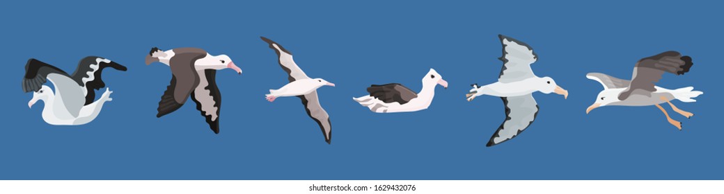 albatross bird of the southern cold seas and antarctica