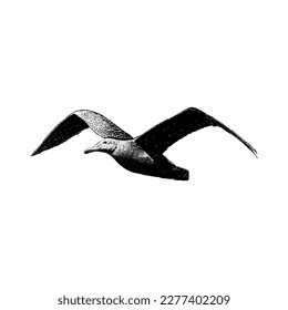 Vector de dibujo de mano albatros aislado en fondo blanco.
