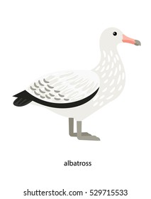 Albatross - oceanic bird, which feed, rest, and even sleep in the open sea.