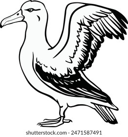 An albatross  is ready to fly