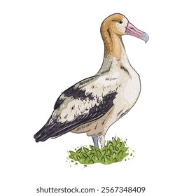 Albatross sea bird. The pink-billed seabird lives on rocks near the sea or Southern ocean. Vector illustration on transparent background.