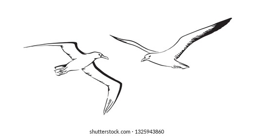 Albatross And Sea Mew Flying. Hand Drawn Sketch Bird. Vector Black Ink Drawing Illustration Isolated On White Background.