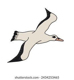 Albatross seabird. Vector cartoon hand drawn isolated illustration of the animal in Antarctica. Polar character bird is flying, drawing on the white background