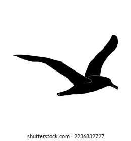 Albatross silhouette on a white background