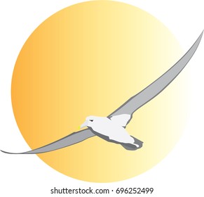 Albatross & Sun