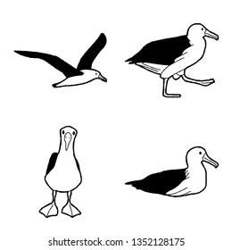 Albatross Vector Illustration Hand Drawn Animal Cartoon Art