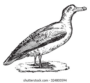 Albatross, vintage engraved illustration. Dictionary of words and things - Larive and Fleury - 1895.
