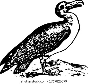 Albatrosses, of the biological family Diomedeidae, are large seabirds related to the procellariids, vintage line drawing or engraving illustration.