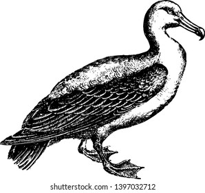 Albatrosses of the biological family Diomedeidaelarge seabirds allied to the procellariidsvintage line drawing or engraving illustration.