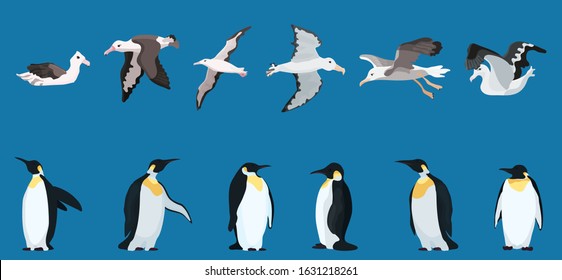 albatrosses and penguins large selection. bright characters. vector illustration