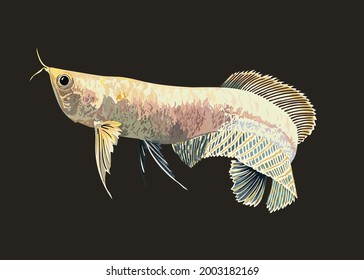 albino silver arowana,rare, exotic fish, freswater fish,  vector