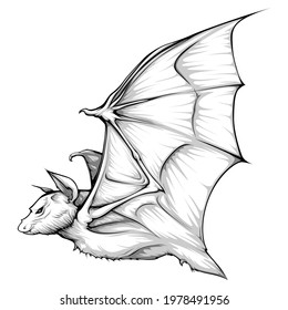 Albino White Bat Vector Isolated on Blank Background