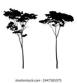 Albizia chinensis or commonly named silk tree silhouette collection