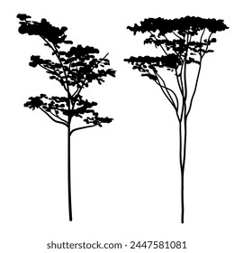 Albizia chinensis or commonly named silk tree silhouette collection