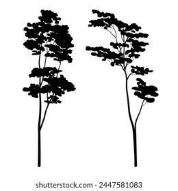 Albizia chinensis or commonly named silk tree silhouette collection