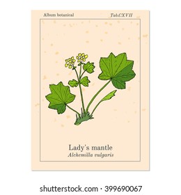 Alchemilla vulgaris, common lady's mantle. Medicinal herb. Hand drawn botanical vector illustration