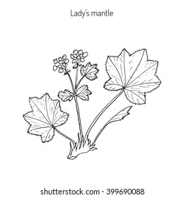 Alchemilla vulgaris, common lady's mantle. Medicinal herb. Hand drawn botanical vector illustration