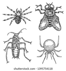 Alchemy symbol elements set. Insects, fly, spiders, cockroach. Spiritual occultism chemistry, magic tattoo sketch. Hand drawing Vector.