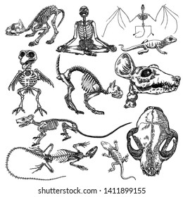 Alchemy symbol elements set. Skeletons and skulls of bird, cat, human, vampire bat, rat, mouse, lizard. Spiritual occultism and chemistry, magic tattoo sketch. Hand drawing Vector.