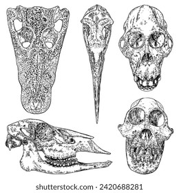 Alchemy symbol elements set. Skeletons and skulls bones of reptilian and animals, Orangutan, Orang-utan, monkey, ape, crocodile, elk. Occultism and chemistry, magic sketch. Hand drawing Vector.