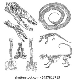 Alchemy symbol elements set. Skeletons and skulls bones of human and animals, Komodo dragon lizard, spines, snake ribs, porcupine. Spiritual occultism and chemistry, magic sketch. Hand drawing Vector.