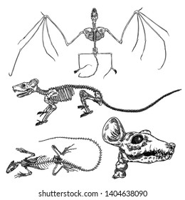 Alchemy symbol elements set. Spirituality, occultism and chemistry, magic tattoo sketch. Vampire bat, rat skeleton, skull, lizard iguana. Hand drawing Vector.