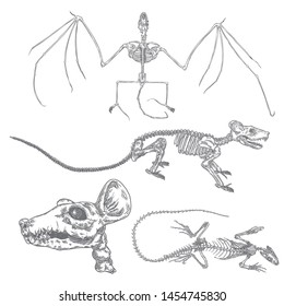 Alchemy symbol elements set. Spirituality, occultism and chemistry, magic tattoo sketch. Vampire bat, rat skeleton, skull, lizard iguana. Hand drawing Vector.