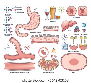 Alcohol metabolism is shown with stomach, liver, and molecular structures, illustrating how alcohol is processed in the body. Outline style collection
