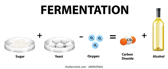 54,109 Alcoholic Fermentation Images, Stock Photos & Vectors | Shutterstock