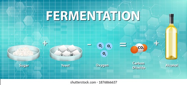 Alcoholic Fermentation Chemical Equation Illustration