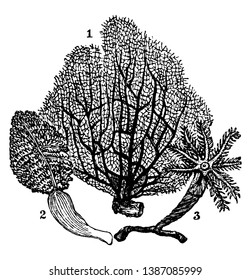 Alcyonaria is a subclass of Anthozoa comprising around 3,000 species, vintage line drawing or engraving illustration.