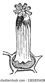 Alcyonium Digitatum which is belonging to the class anthozoa, vintage line drawing or engraving illustration.