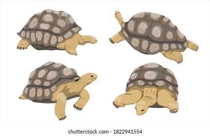 Aldabra giant tortoise collection in various poses. Male and female Aldabrachelys gigantea. An animal of the islands of the Pacific Ocean. Realistic vector animal